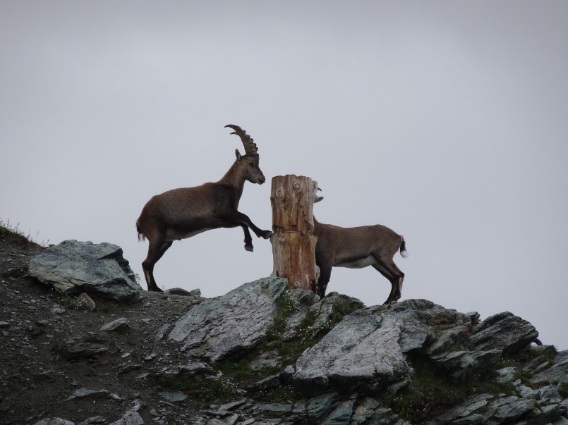 「大角のだんな」ことアイベックス、ドイツ語ではSteinbock